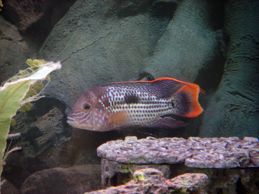 Aequidens Rivulatus 6