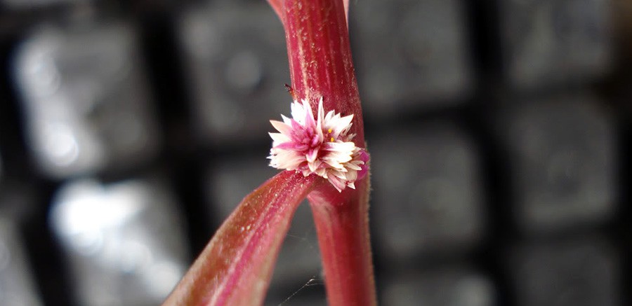 Alternanthera Aquatica