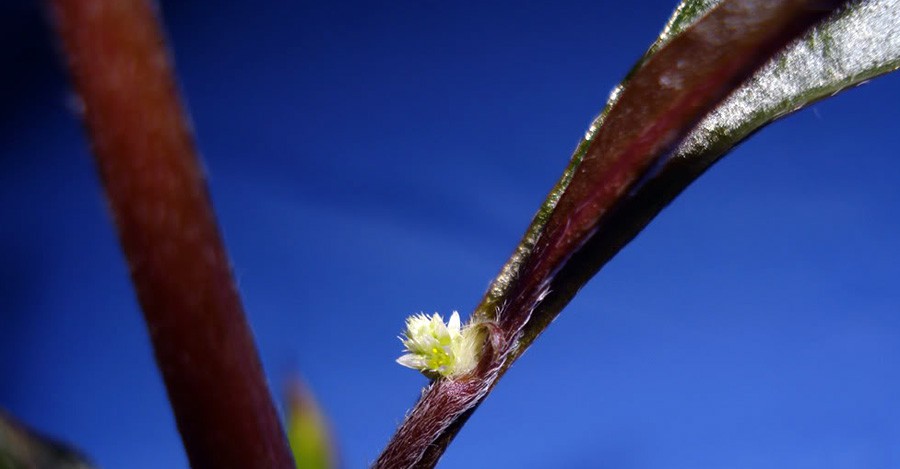 Alternanthera Aquatica 2