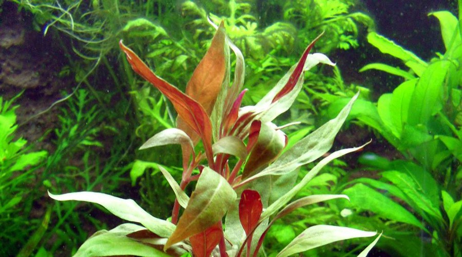 Alternanthera Aquatica 3
