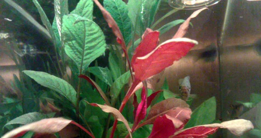 Alternanthera Aquatica 4