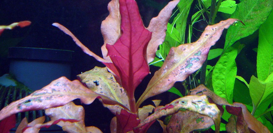 Alternanthera Aquatica 5