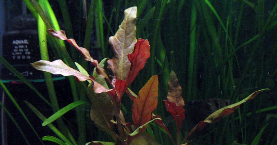 Alternanthera Aquatica 6