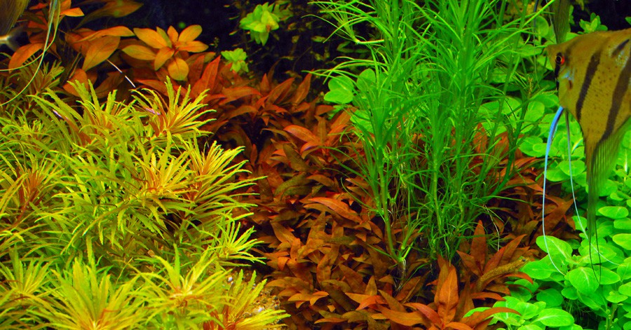 Alternanthera reineckii 'Mini' 2