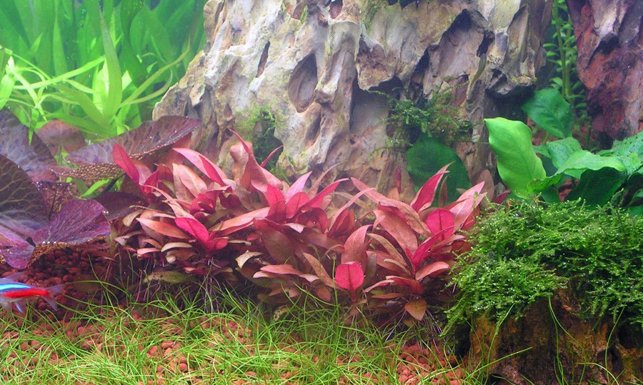 Alternanthera reineckii 'Mini' 3