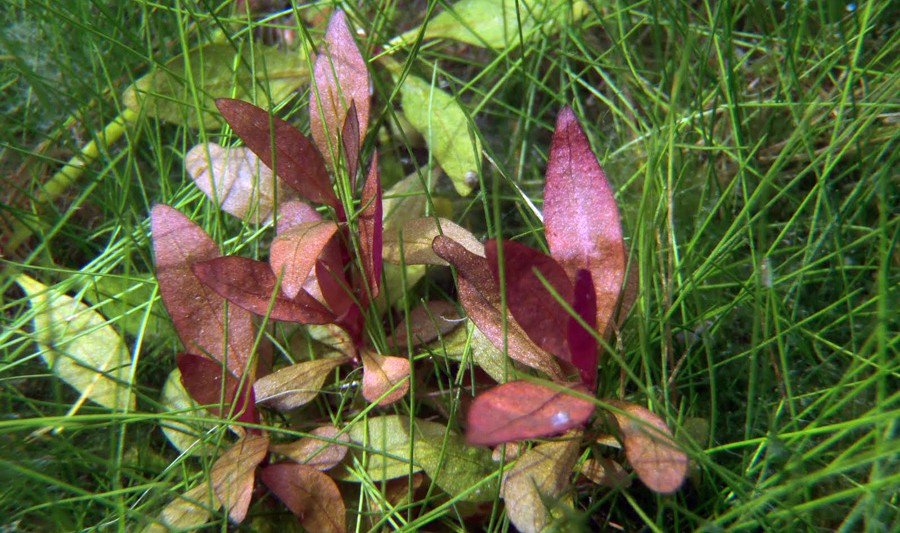 Alternanthera reineckii 'Mini' 4