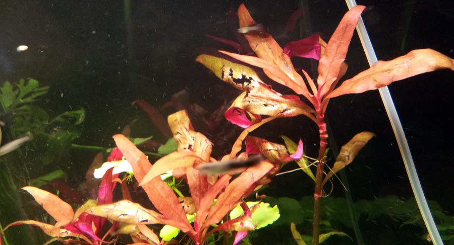 Alternanthera reineckii 'Mini' 5