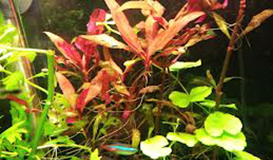 Alternanthera reineckii 'Mini' 6