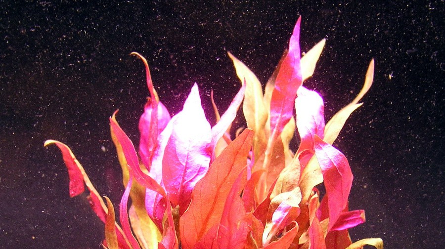 Magenta Hedge Agua