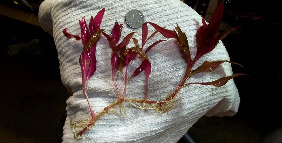 Alternanthera reineckii 'Pink' 3