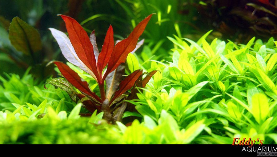 Alternanthera reineckii 'Pink' 5