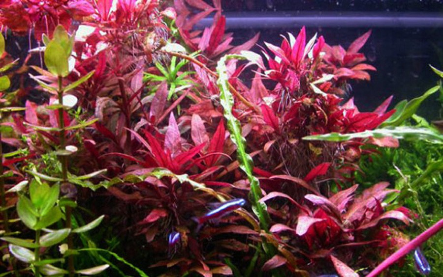Alternanthera reineckii 'Pink' 6