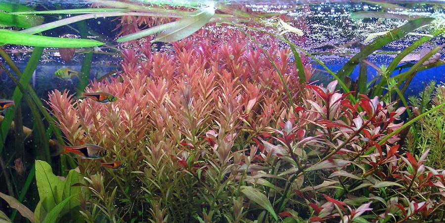 Alternanthera reineckii 'Purple' 3