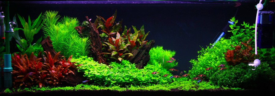 Alternanthera reineckii 'Purple' 4