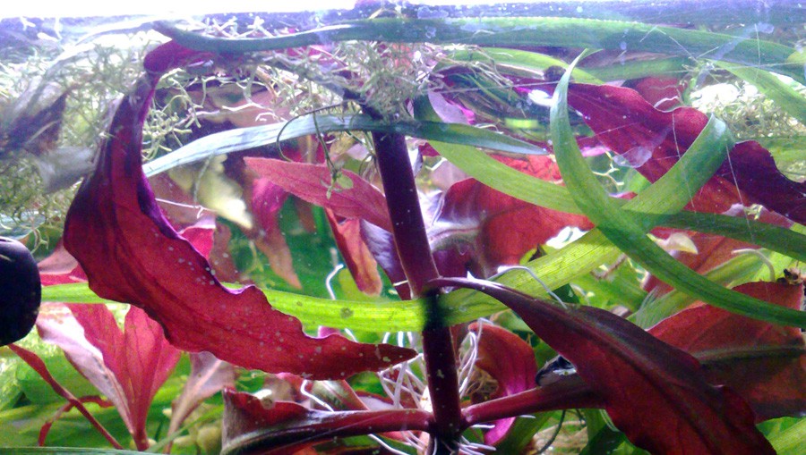Alternanthera reineckii 'Purple' 5
