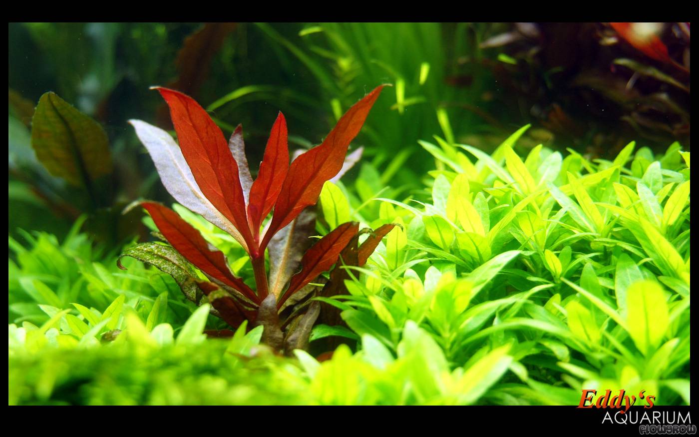 Alternanthera reineckii 'Purple' 6