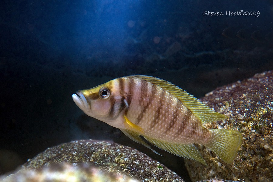 Altolamprologus Calvus 2