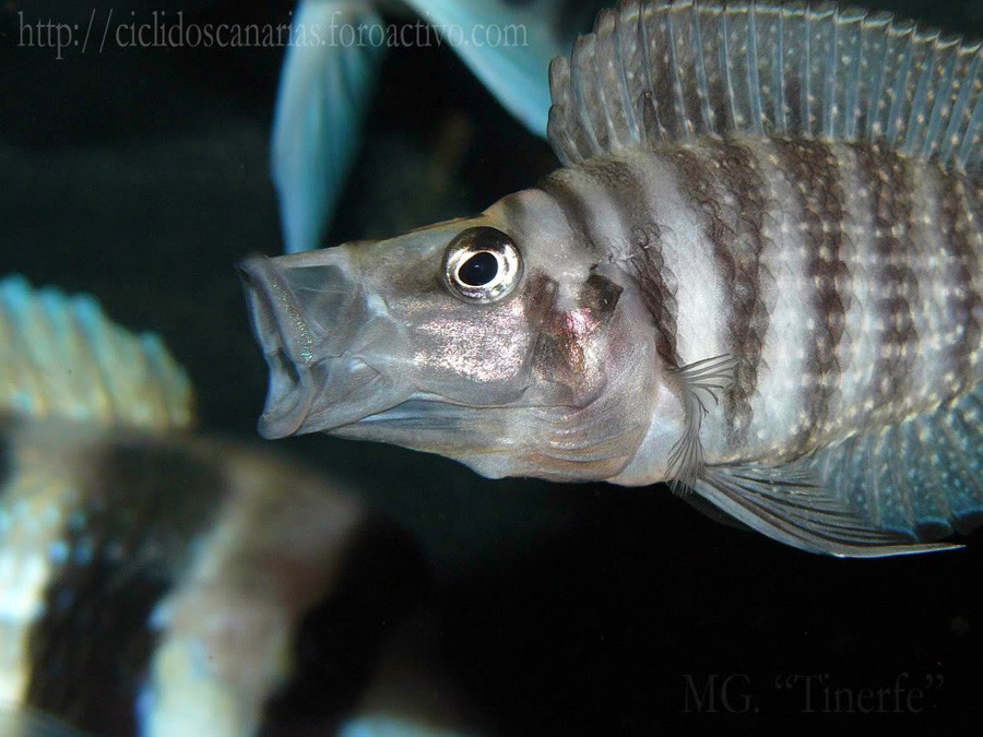 Altolamprologus Calvus 3