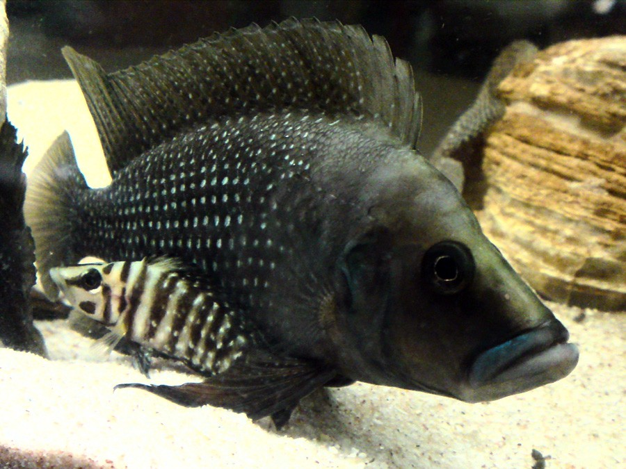 Altolamprologus Calvus 4