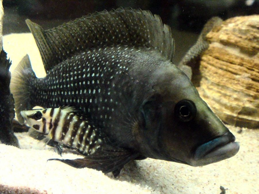 Altolamprologus Calvus 4