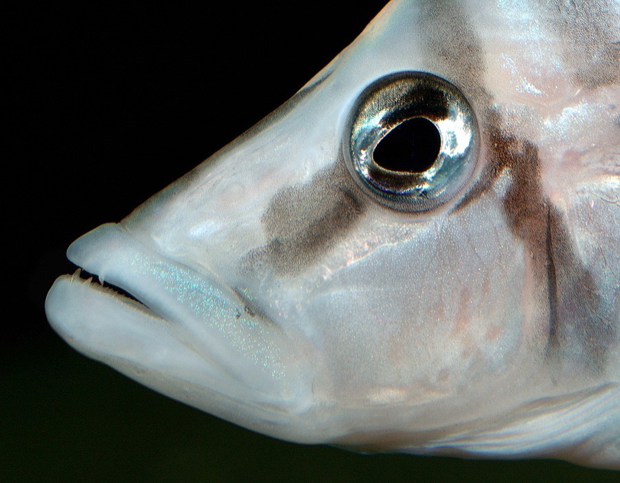 Altolamprologus Calvus 5