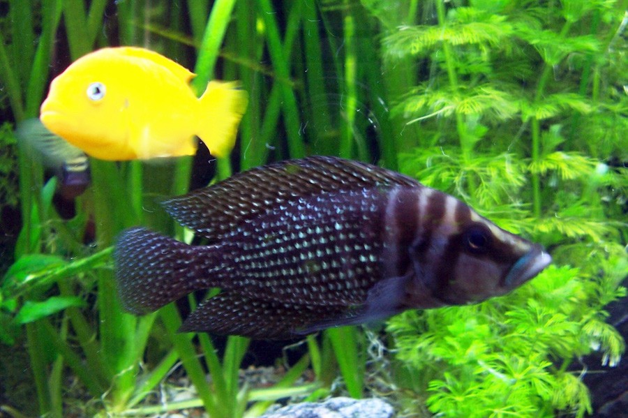 Altolamprologus Calvus 6