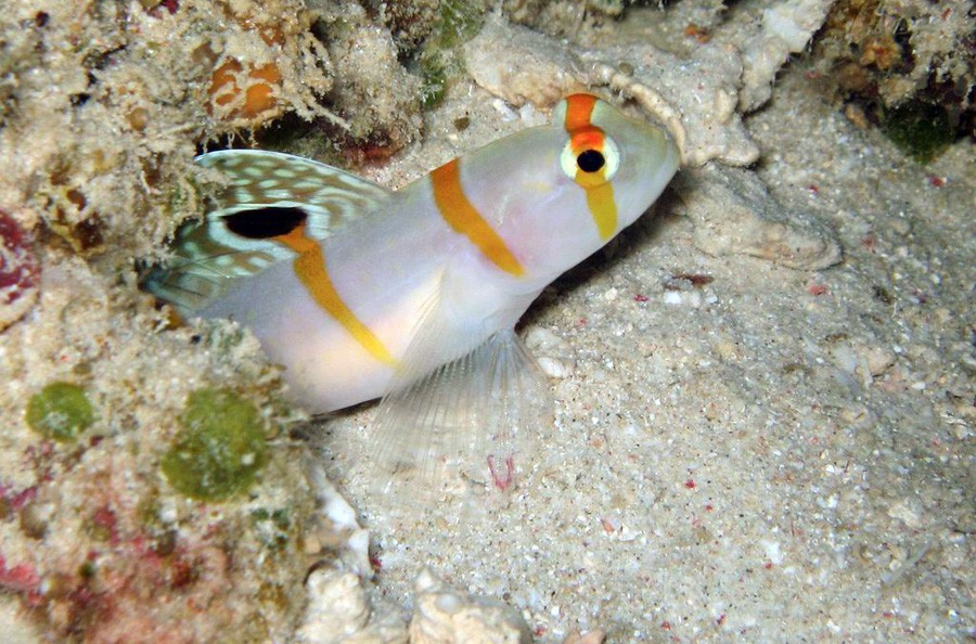 Amblyeleotris Randalli 2
