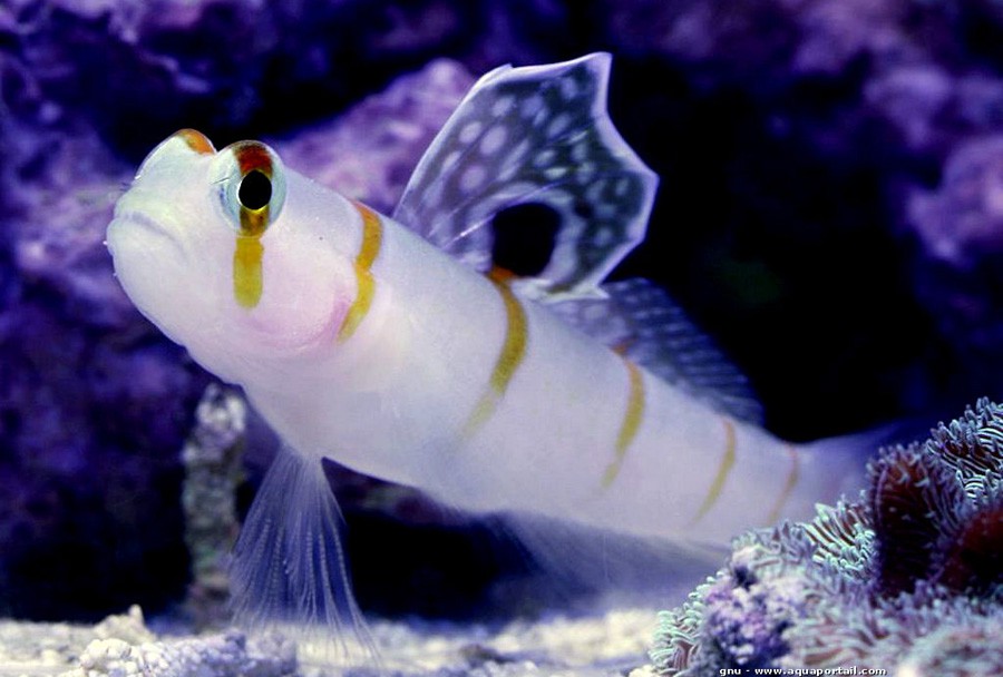 Amblyeleotris Randalli 4