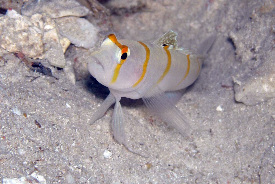 Amblyeleotris Randalli 5