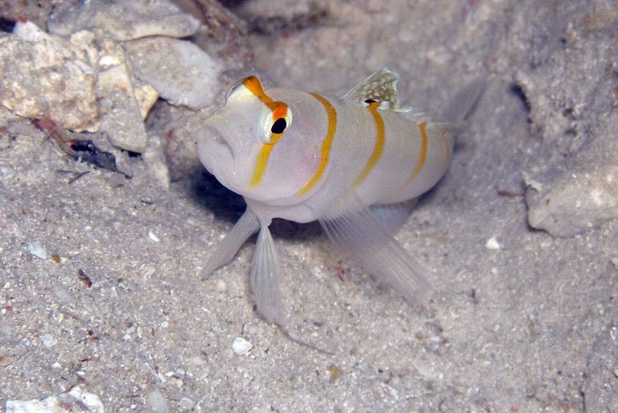 Amblyeleotris Randalli 5