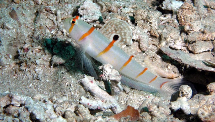 Amblyeleotris Randalli 6