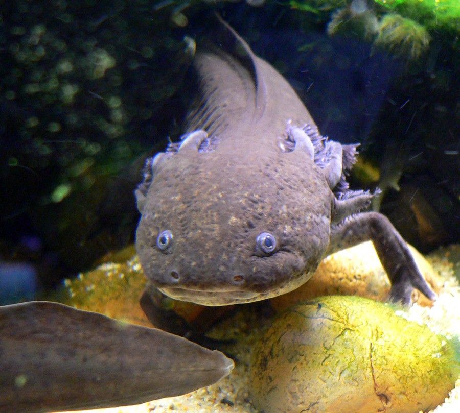 Ambystoma Zempoalensis
