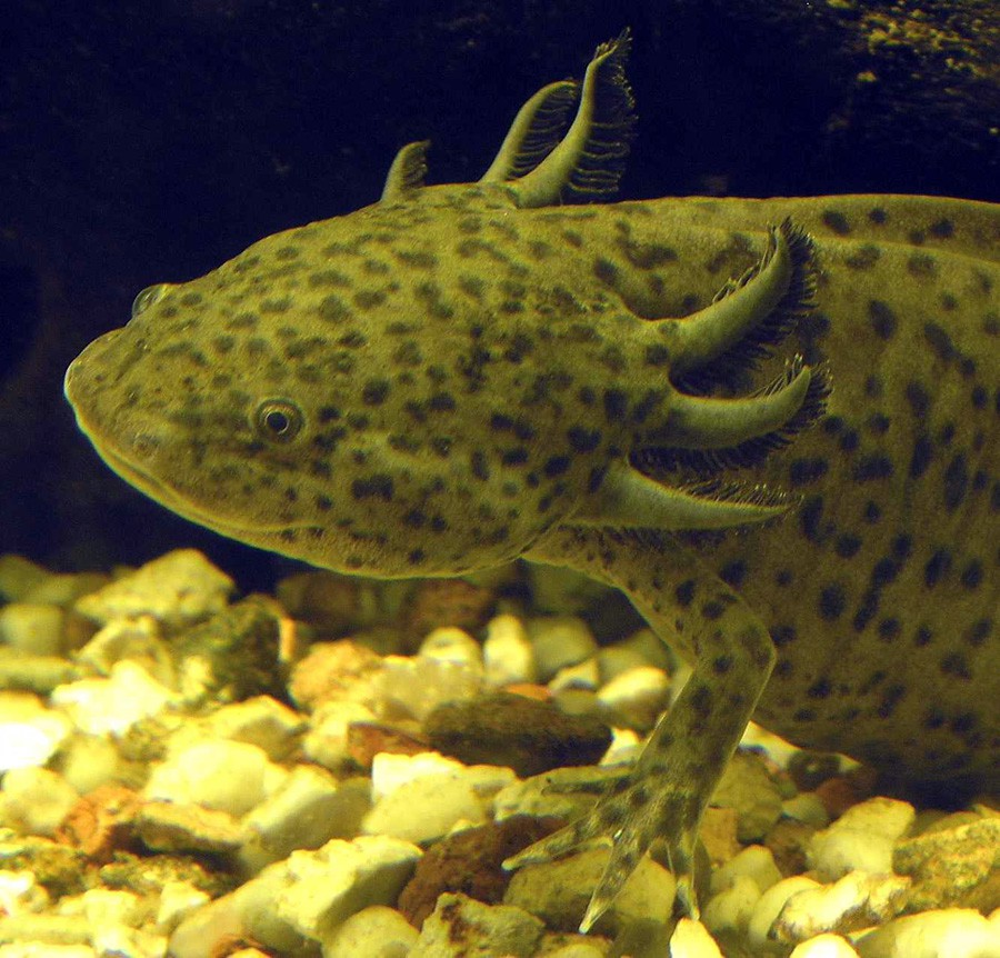 Ambystoma Zempoalensis 2