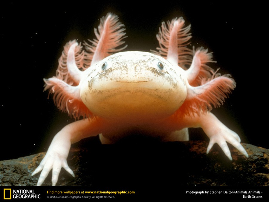 Ambystoma Zempoalensis 3