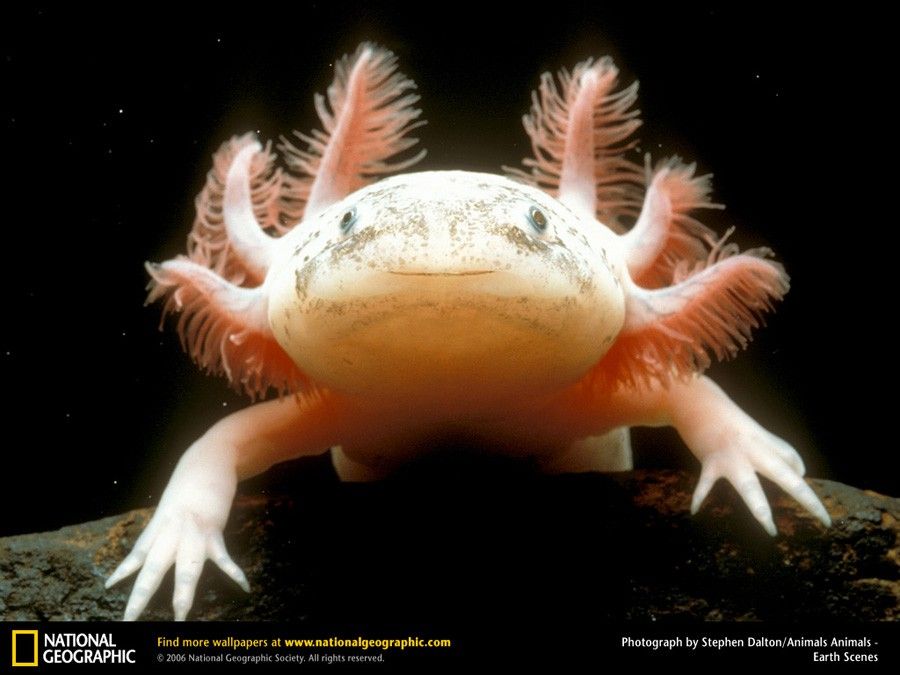 Ambystoma Zempoalensis 3