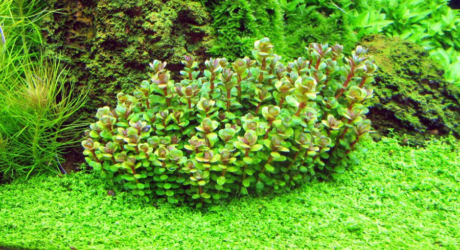 Enano Bonsai