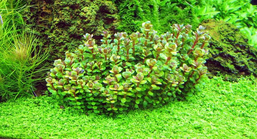 Enano Bonsai