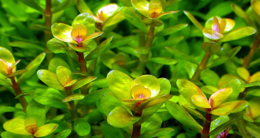 Ammania sp. Bonsai 3