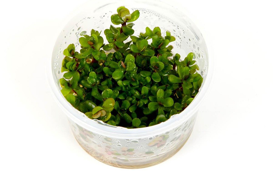Ammania sp. Bonsai 4