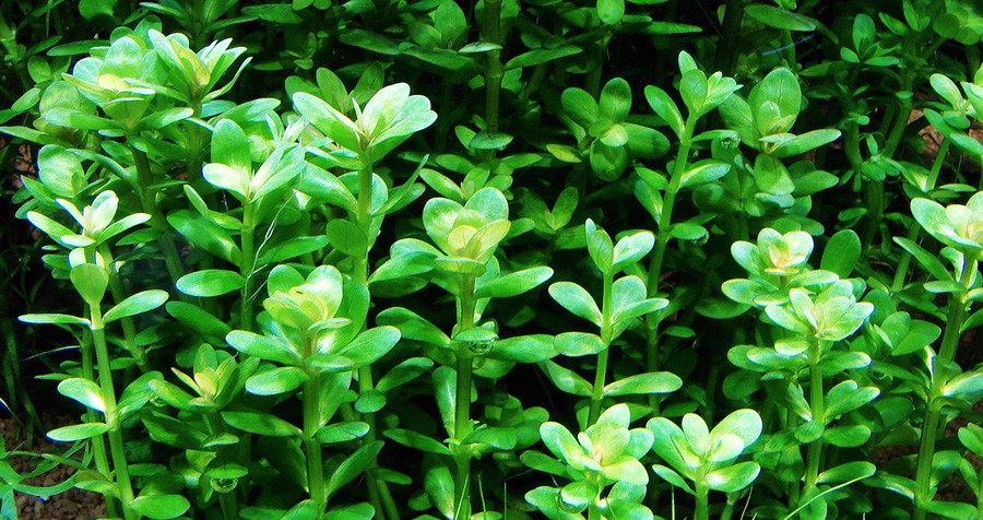 Ammania sp. Bonsai 5