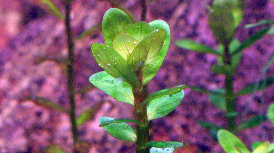 Ammania sp. Bonsai 6