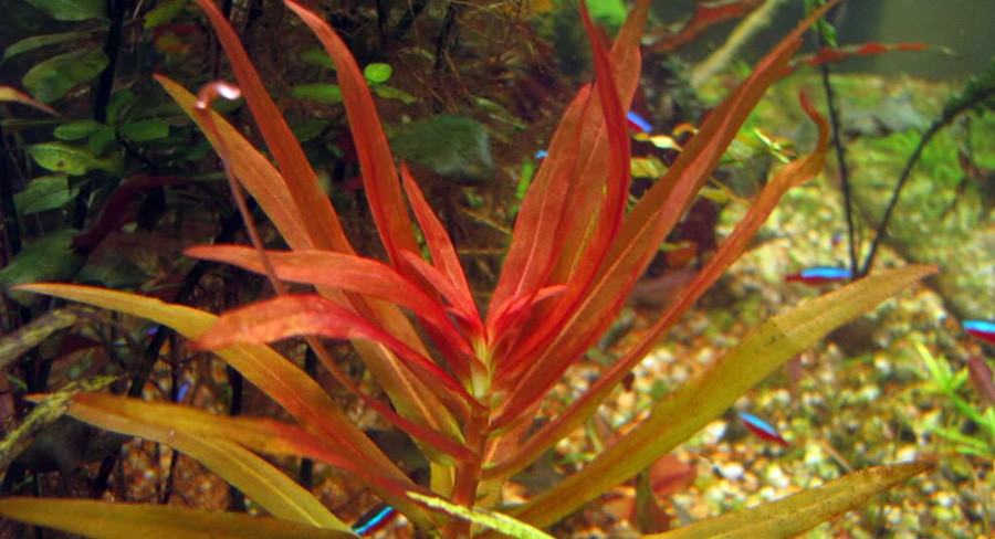 Ammannia Gracilis 2