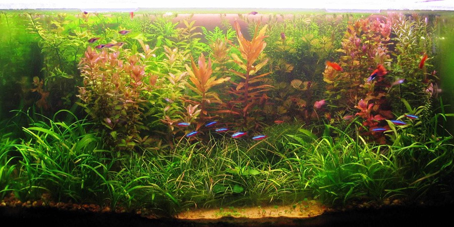 Ammannia Gracilis 3