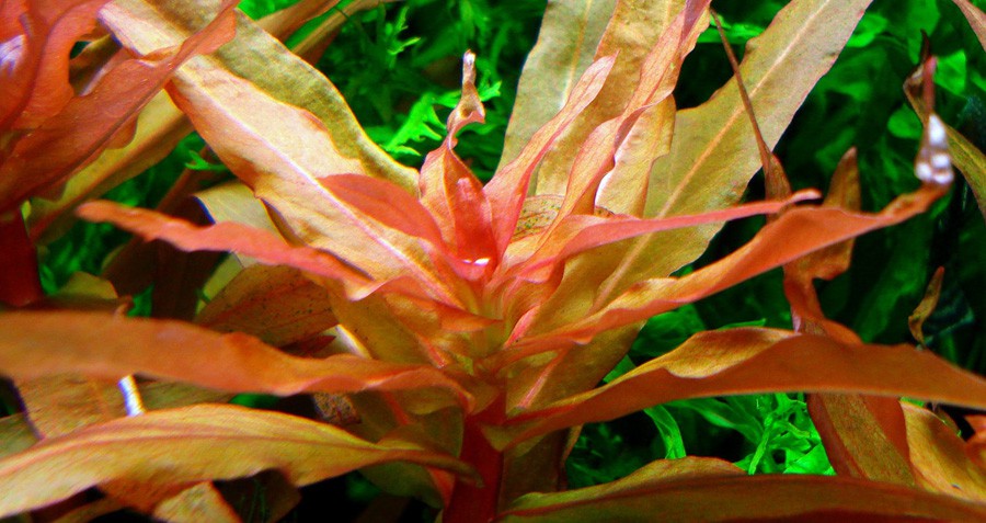Ammannia Gracilis 4