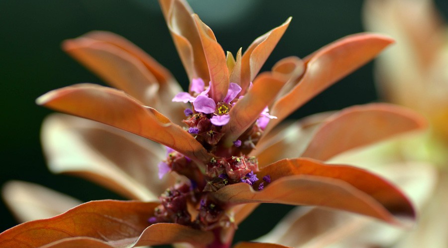 Ammannia Gracilis 5