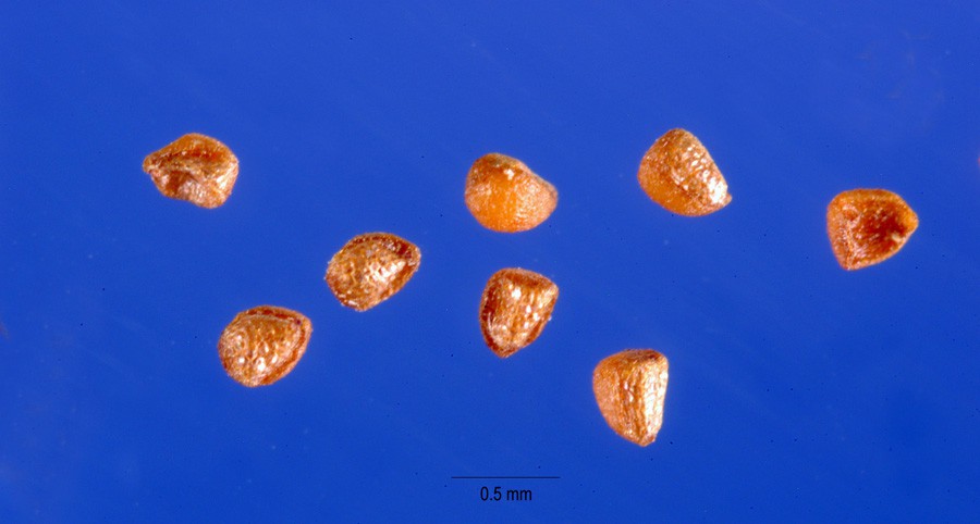 Alfilerillo Rosa