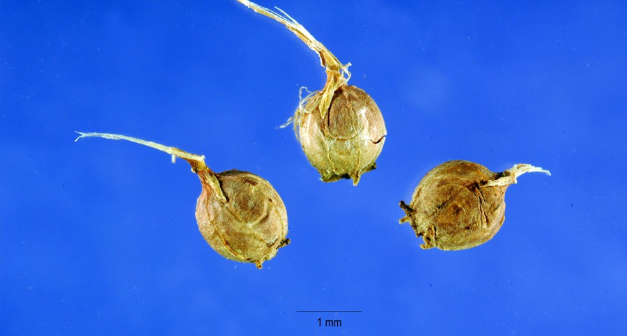Ammannia Latifolia 2