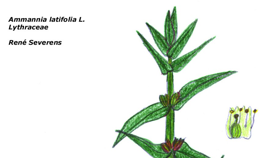 Ammannia Latifolia 3