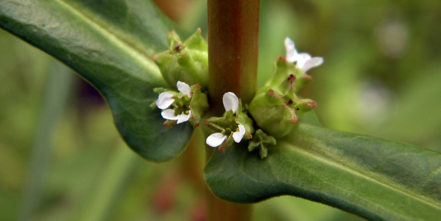 Ammannia Latifolia 4