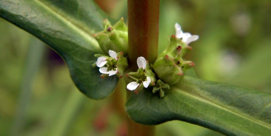 Ammannia Latifolia 4